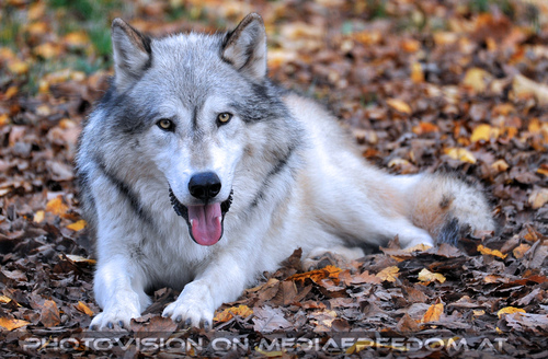 Wolf Science Center 20