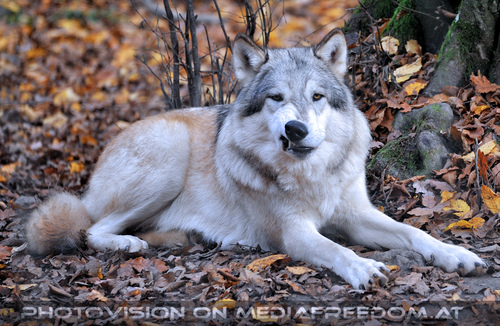 Wolf Science Center 21