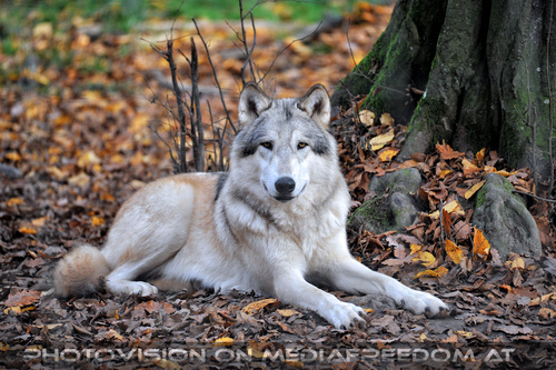 Wolf Science Center 22