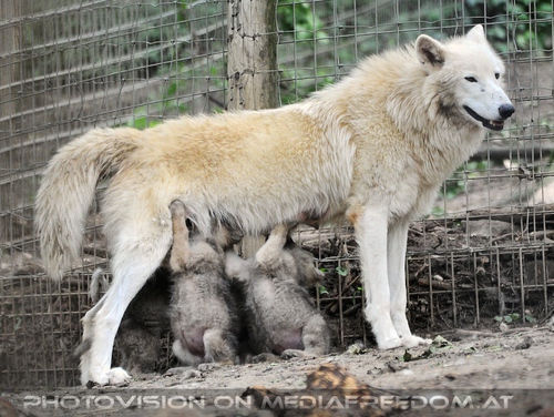 Mama mit Babys - Wolftankstelle