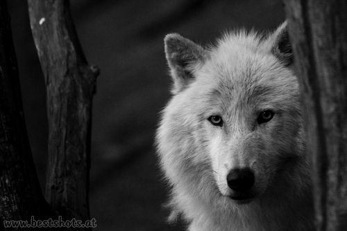 Arktischer Wolf (Canis lupus arctos)