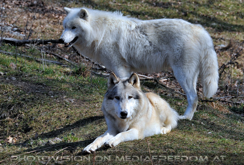 Wolf Science Center 05