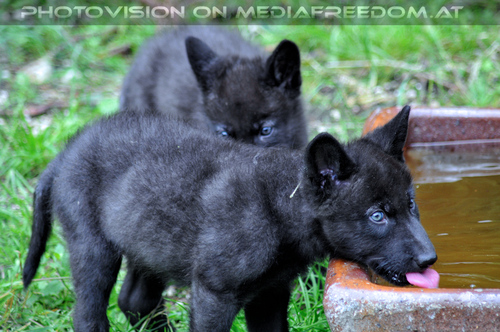 Wolf Science Center 08