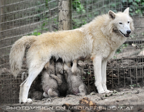 Mama mit Babys - Wolftankstelle