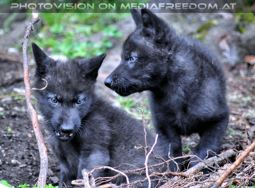 Wolf Science Center 06