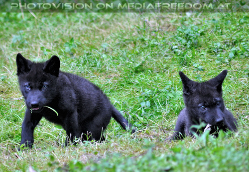 Wolf Science Center 18