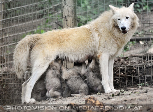 Mama mit Babys - Wolftankstelle