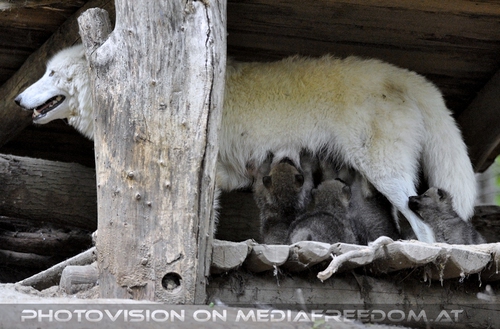 Gro�er Andrang bei der Mama