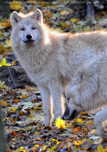 Arktische W�lfe 05