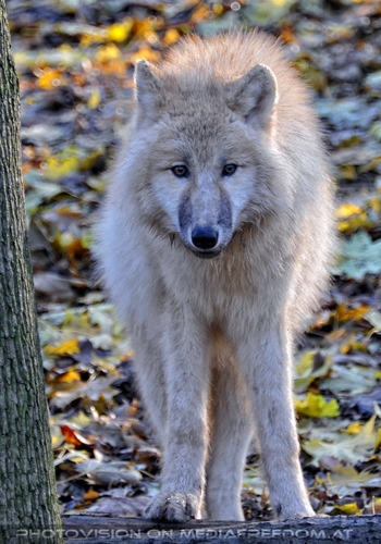 Arktische W�lfe 06