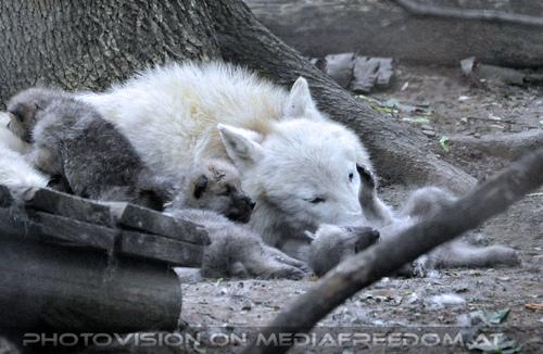 Arktische Wolffamilie 03