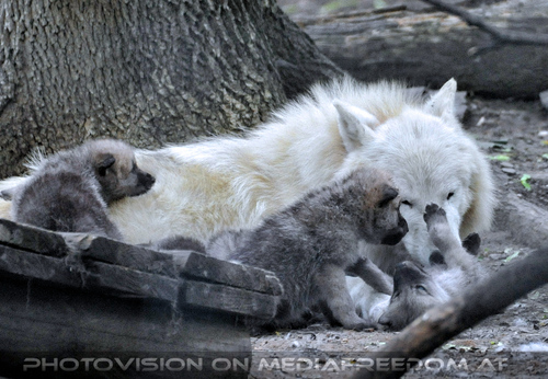 Arktische Wolffamilie 05