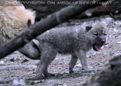 Arktische Wolffamilie 11