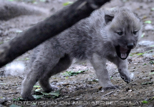 Arktische Wolffamilie 12