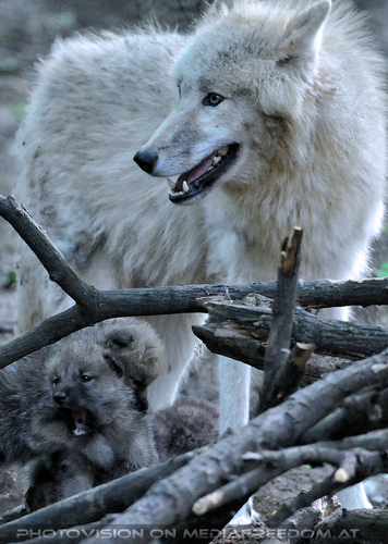 Arktische Wolffamilie 26