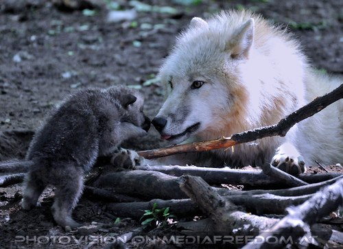 Arktische Wolffamilie 34