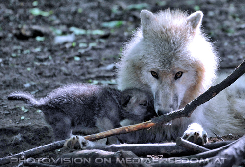 Arktische Wolffamilie 36