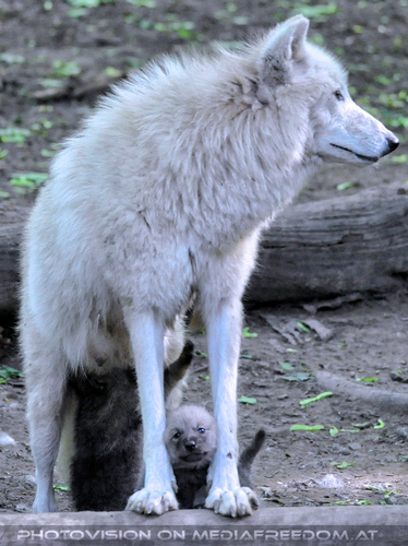 Arktische Wolffamilie 38