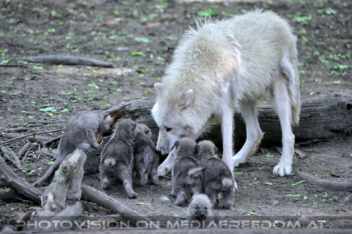 Arktische Wolffamilie 42