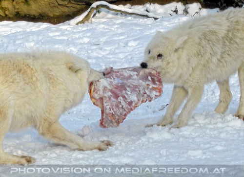 Arktischer Wolf - F�tterung 09