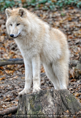 Arktischer Wolf passt auf