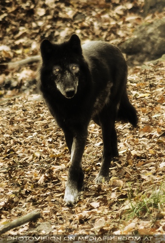 Black Wolf