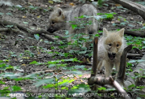 Mit den Polarwolf Welpen 03