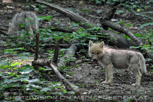 Mit den Polarwolf Welpen 04