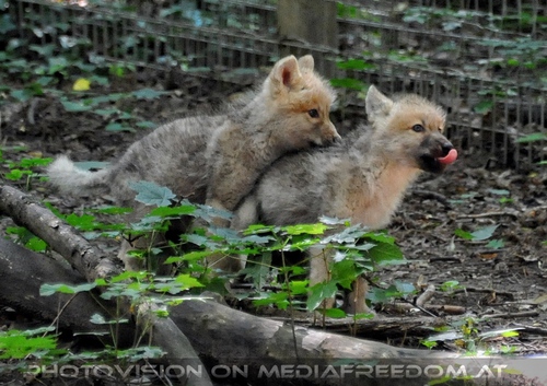 Mit den Polarwolf Welpen 07