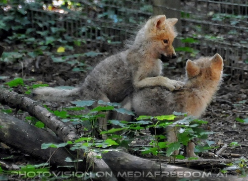 Mit den Polarwolf Welpen 08