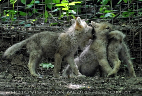 Mit den Polarwolf Welpen 09