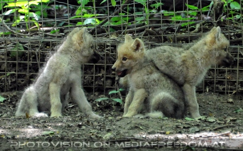 Mit den Polarwolf Welpen 10