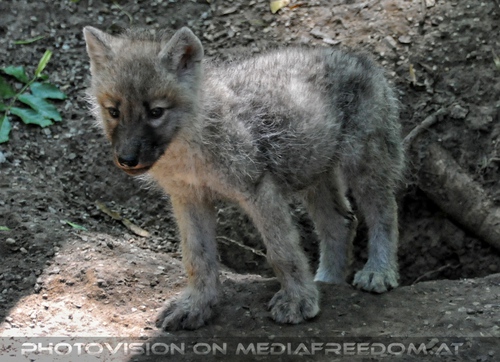 Mit den Polarwolf Welpen 15