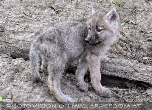 Mit den Polarwolf Welpen 17