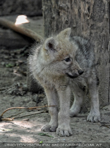 Mit den Polarwolf Welpen 21