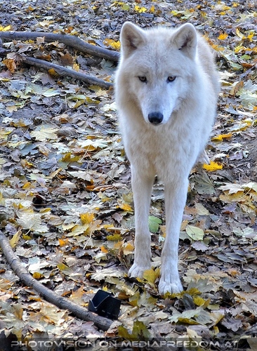 Meine Sonnenblende bei den W�lfen 2