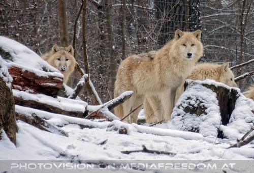 Arktische W�lfe im Schnee 02