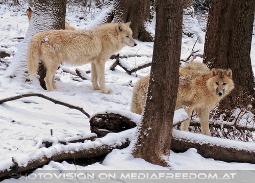 Arktische W�lfe im Schnee 03