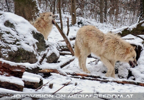 Arktische W�lfe im Schnee 04