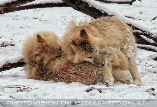 Arktische W�lfe im Schnee 05