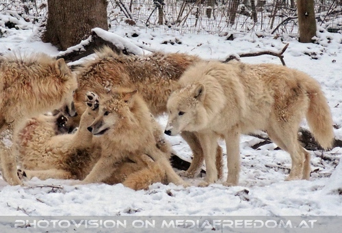 Arktische W�lfe im Schnee 06
