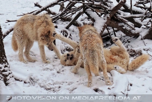 Arktische W�lfe im Schnee 09