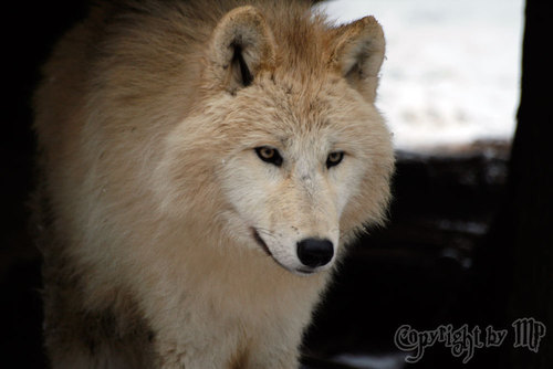 Arktischer Wolf (Canis lupus arctos)