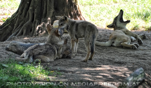 Erwachte Wolfswelpen