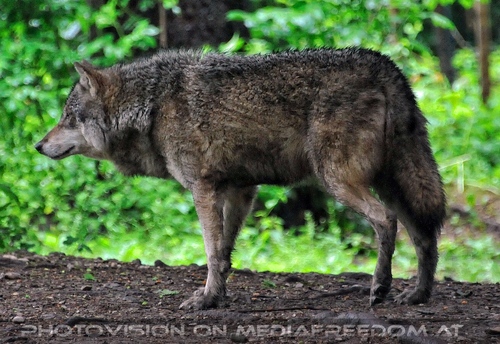 Europ�ischer Wolf 1