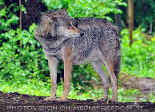 Europ�ischer Wolf 2