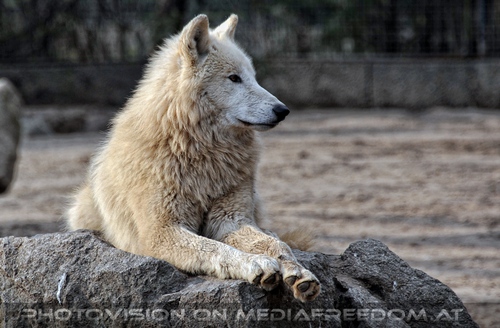 Polarw�lfe 1