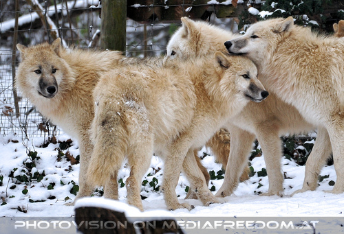 Polarw�lfe im Schnee 1