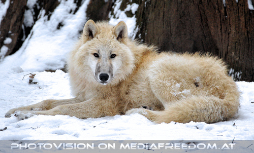 Polarw�lfe im Schnee 3