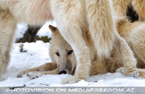 Polarw�lfe im Schnee 4
